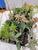 Succulents 3" Assortment