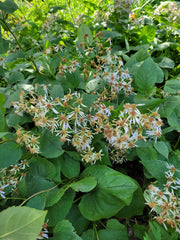 Aster macrophyllus  (Eurybia macrophylla) - Big-leaved Aster