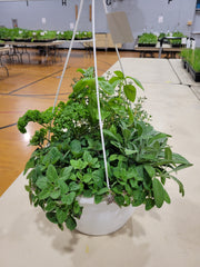 Hanging Basket - Herb ORGANIC