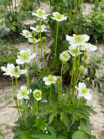 Anemone cylindrica - Thimbleweed