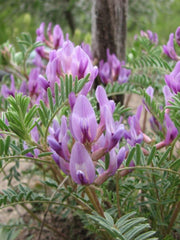 Astragalus crassicarpus - Ground Plum