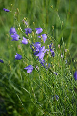 Campanula rotundifolia - Harebell