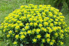 Euphorbia polychroma - Cushion Spurge