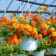 Hanging Basket - Lantana