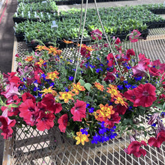 Hanging Basket - Disco Inferno