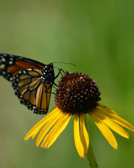 Echinacea paradoxa - Bush's Coneflower