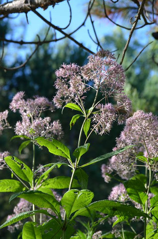 Eupatorium pupereum - Sweet Joe Pye Weed