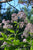 Eupatorium pupereum - Sweet Joe Pye Weed