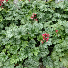 Heuchera americana - Dales Strain (Coral Bells)