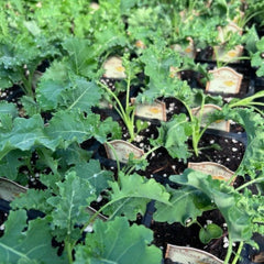 Kale - Westlandse Winter ORGANIC