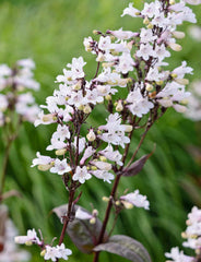 Penstemon digitalis - Husker Red