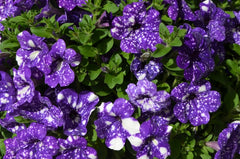 Hanging Basket - Petunia 'Night Sky'