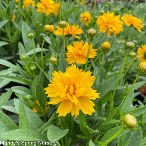 Coreopsis grandiflora - Early Sunrise