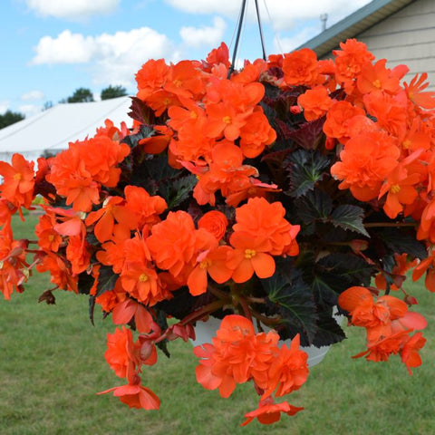Hanging Basket - Tuberous Begonia - I'Conia Portofino 'Hot Orange'