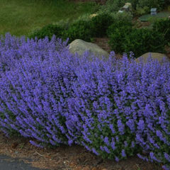 Nepeta nervosa - Blue Carpet