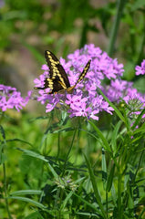 Phlox pilosa - Prairie Phlox
