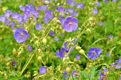 Geranium pratense - Meadow Cranesbill