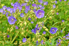 Geranium pratense - Meadow Cranesbill