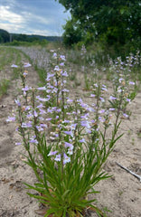 Penstemon gracilis - Slender Beardtongue
