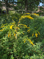 Solidago ulmifolia - Elm-leaved Goldenrod