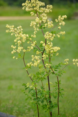 Thalictrum dasycarpum - Purple Meadow Rue