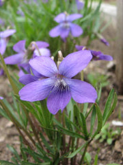 Viola pedatifida - Prairie Violet