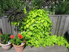 Planter Annual, Greenery