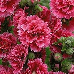 Alcea rosea - Fiesta Time Hollyhock