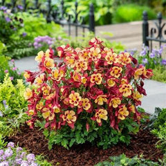 Aquilegia hybrida, Early Bird Red-Yellow