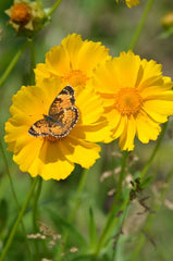 Coreopsis lanceolata - Sand Coreopsis