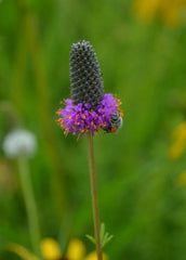 Dalea purpurea - Purple Prairie Clover