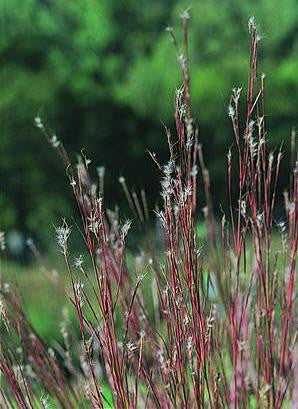 Andropogon scoparius - Little Blue Stem Grass