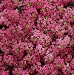 Alyssum, Pink (4 pack)