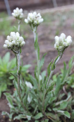 Antennaria plantaginifolia - Pussytoes