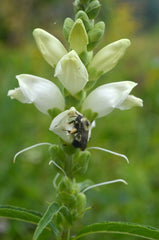 Chelone glabra - Turtlehead