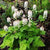 Tiarella wherryi - Foamflower