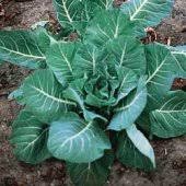 Collards, Vates (4 pack)