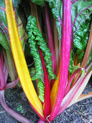 Swiss Chard ORGANIC