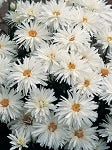 Leucanthemum maximum - Crazy Daisy Shasta
