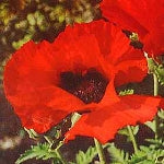 Papaver orientalis - Brilliant Red Poppy